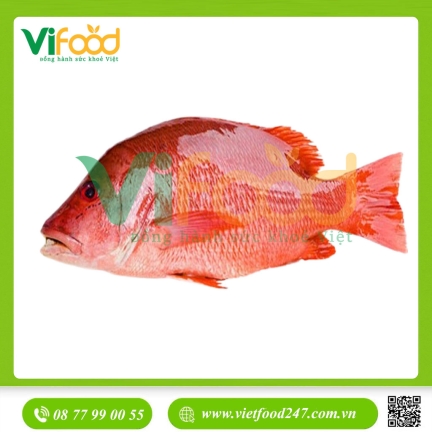 Cá hồng biển tươi 4-5 kg/con