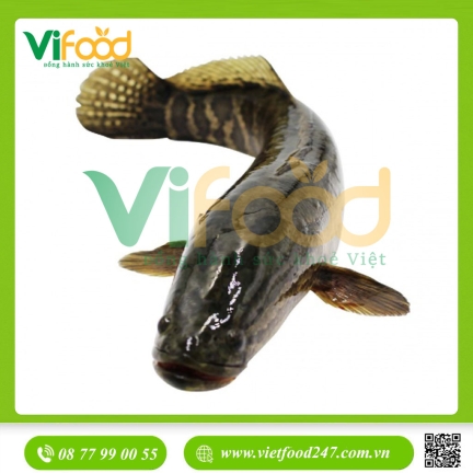 Cá lóc thiên nhiên 1,5-2 kg/con