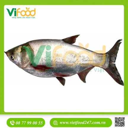 Cá mè sống 2-2,5 kg/con