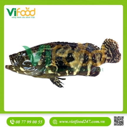 Cá mú cọp 2,5-3 kg/con