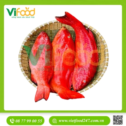 Cá mú đỏ tươi sống 2-2,5 kg/con