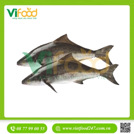 Cá bớp (3 - 5 kg)