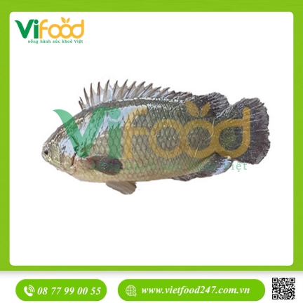 Cá rô tươi sống 5-6 con/kg