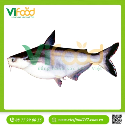 Cá tra nguyên con sống 1,5-2kg/con