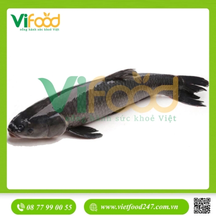 Cá trắm đen sống 8-10 kg/con