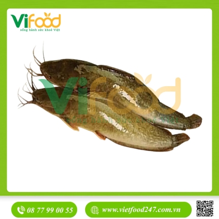 Cá trê vàng sốn 400-600 gr/con