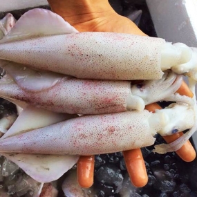 VIFOOD – Kho Thịt Bò, Thịt Gà, Thịt Heo, Hải Sản Đông Lạnh tại Xã Hợp Lý, Tỉnh Phú Thọ