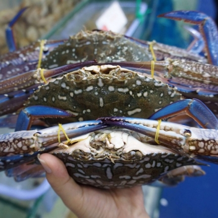 Nguồn Cung Cấp Sỉ Thịt Bò, Thịt Gà, Thịt Heo, Hải Sản Đông Lạnh tại Xã Tân Thành, Tỉnh Lạng Sơn