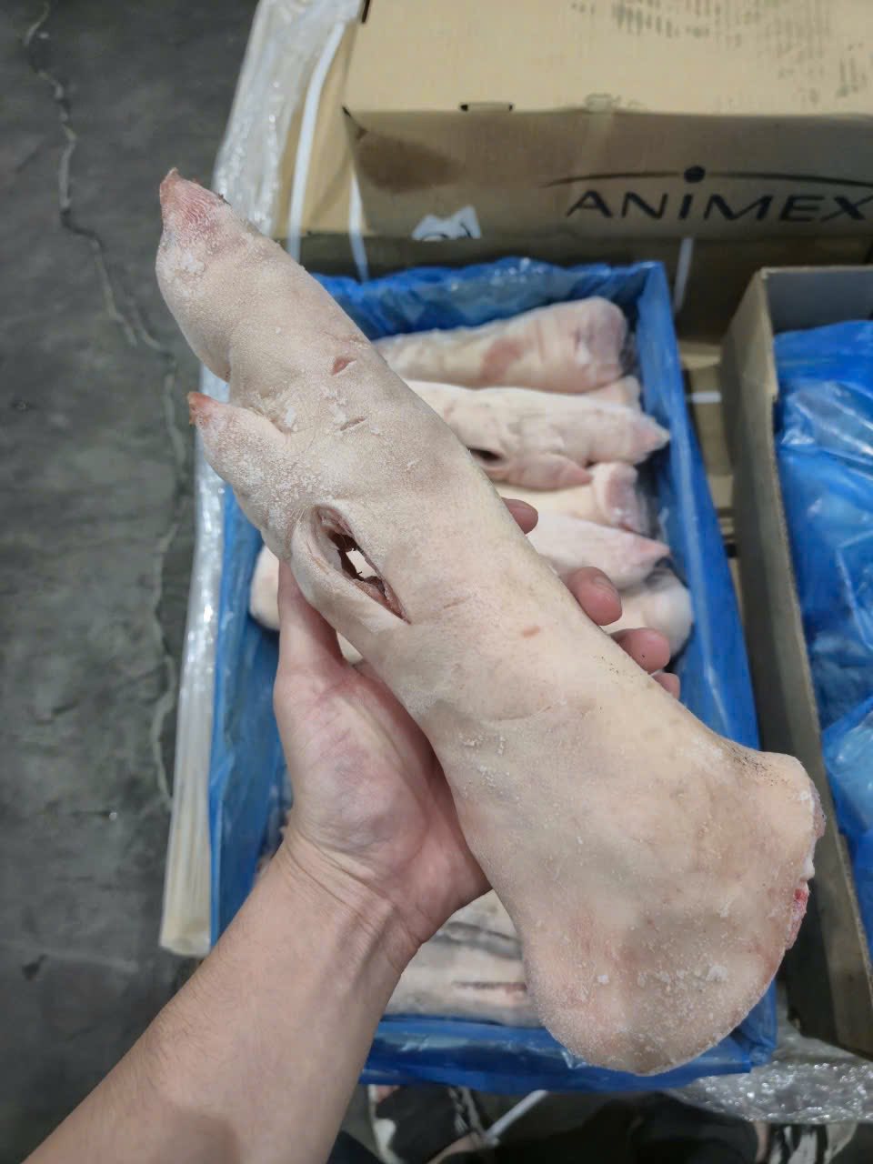 Dựng Sau Animex K4