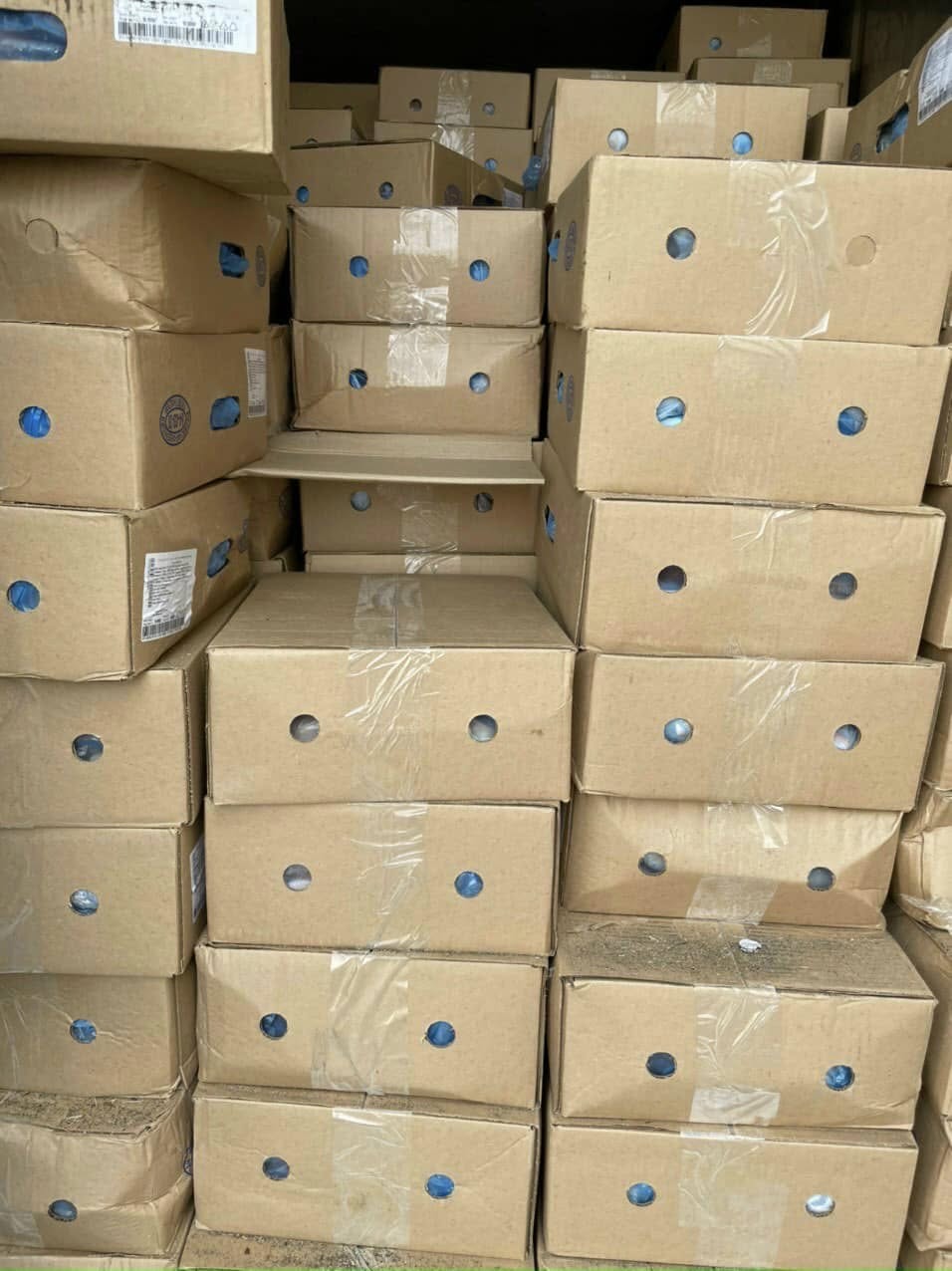 Dựng Trước Heo MPK Nga Giá Sỉ Toàn Quốc