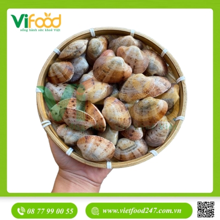 Ngao hai cùi