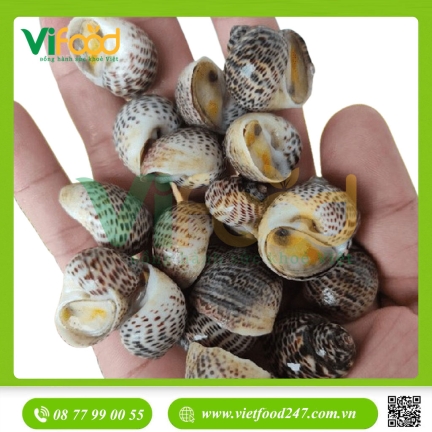 Ốc Bông Sống