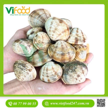 Sò Sần Sống