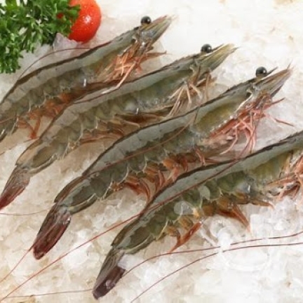 Tổng Kho Hải Sản Đông Lạnh Nhập Khẩu Tại Bình Thuận