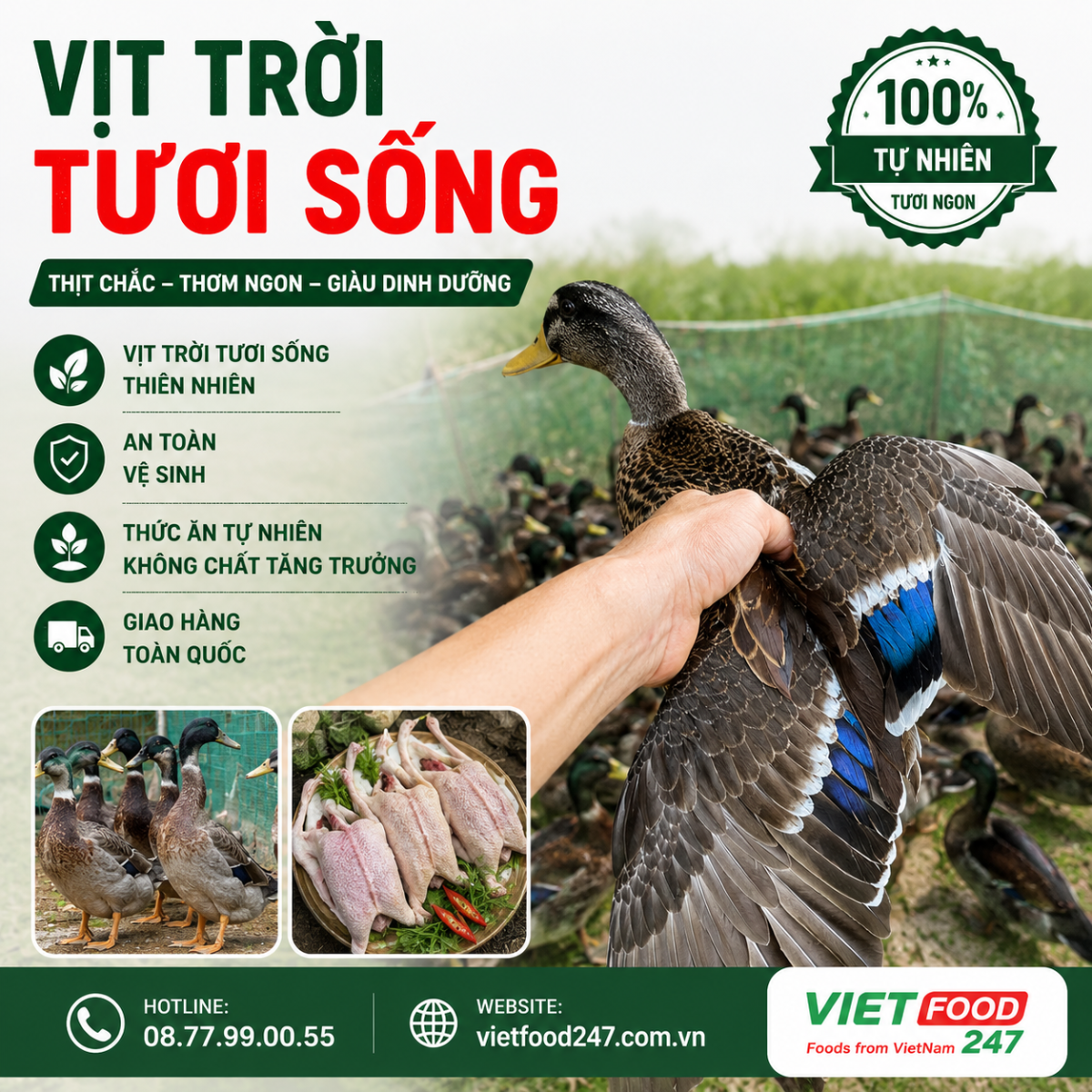 Địa chỉ bán vịt trời tươi sống giá sỉ tại Xã An Long