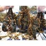 Tổng Kho Thịt Bò, Thịt Gà, Thịt Heo, Hải Sản Đông Lạnh Nhập Khẩu tại Xã Khun Há, tỉnh Lai Châu