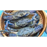 Tổng Kho Thịt Bò, Thịt Gà, Thịt Heo & Hải Sản Đông Lạnh tại Xã Xuân Quang, Tỉnh Lào Cai