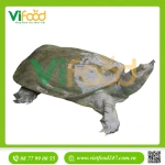 Ba ba sống 1,5-2 kg/con