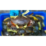 Thịt Bò, Thịt Gà, Thịt Heo, Hải Sản Đông Lạnh nhập khẩu tại xã Minh Thanh, tỉnh Tuyên Quang