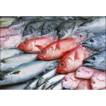 VIFOOD - Thịt Bò, Thịt Gà, Thịt Heo, Hải Sản Đông Lạnh tại Xã Hy Cương, Tỉnh Phú Thọ