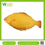 Cá Bơn Vàng Sống