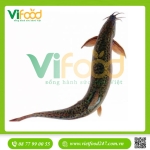 Cá chạch lấu (chạch bông) sống Size 300-400 gr/con