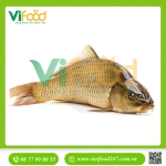 Cá Chép Giòn Tươi Sống