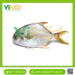 Cá chim trắng vây vàng size 1,5-2 kg/con