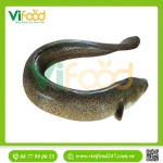 Cá chình biển (5 kg)