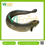 Cá Chình Bông Sống