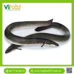 Cá chình suối (1 - 2kg)