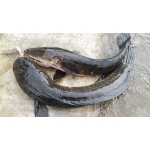 VIFOOD - Tổng Kho Thịt Bò, Gà, Heo, Hải Sản Đông Lạnh tại Xã Tiên Lục, Tỉnh Bắc Ninh