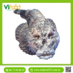 Cá mặt quỷ (1- 3 Kg)