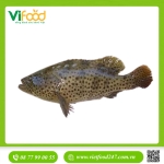 Cá Mú (đen) Bông (1.5 - 2.5 Kg)