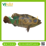 Cá mú bông(mú đen) 1,6-1,8 kg/con