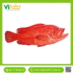 Cá Mú Đỏ (2 - 5 Kg)