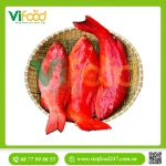 Cá mú đỏ tươi sống 1,4-1,6 kg/con