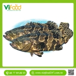 Cá Mú Nghệ (15 - 30 Kg)