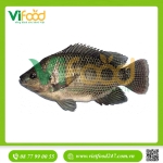 Cá rô phi sống 1-1,5 kg/con