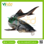 Cá Tầm sống (2.5 - 4 kg)