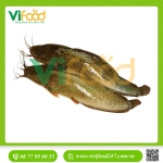 Cá trê vàng sốn 400-600 gr/con