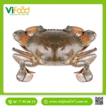 Cua Thịt Cà Mau Sống Y5