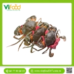 Cua Gạch Cà Mau G2