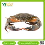 Cua Gạch Cà Mau G4