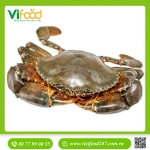 Cua Thịt Cà Mau Sống Y3