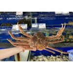 VIFOOD - Cung Cấp Thịt Bò, Thịt Gà, Thịt Heo, Hải Sản Đông Lạnh tại Xã Yên Phú, Tỉnh Phú Thọ