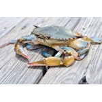 Tổng Kho Thịt Bò, Gà, Heo & Hải Sản Đông Lạnh nhập khẩu tại Xã Lục Yên, Tỉnh Lào Cai