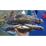 Nguồn Cung Cấp Sỉ Thịt Bò, Thịt Gà, Thịt Heo, Hải Sản Đông Lạnh tại Xã Tân Thành, Tỉnh Lạng Sơn