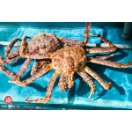 VIFOOD - Cửa Hàng Thịt Bò, Thịt Gà, Thịt Heo, Hải Sản Đông Lạnh tại Phường Tự Lạn, Tỉnh Bắc Ninh