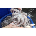 Thịt Bò, Thịt Gà, Thịt Heo, Hải Sản Đông Lạnh tại Xã Thượng Sơn, Tỉnh Tuyên Quang